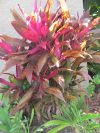 plant image 2