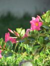 plant image 3