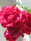 plant image 5